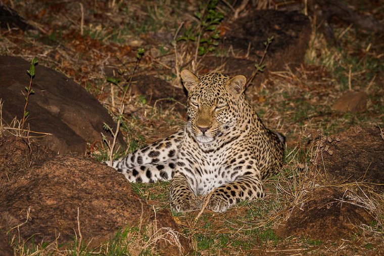 104 Zambia, South Luangwa NP, luipaard.jpg